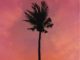 Jay Jody Purple Palm Trees Mp3 Download