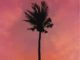 Jay Jody Purple Palm Trees Lyrics