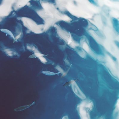 Yolophonik Release Mp3 Download