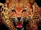 G-Wash10 In the Jungle Mp3 Download