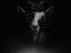 Gaba Cannal uMuntu Mp3 Download